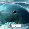 Derpdolphin