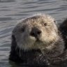 SeaOtter_